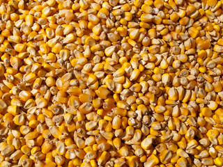 Corn Kernels