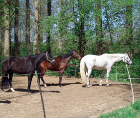 Drei Pferde im Sommer