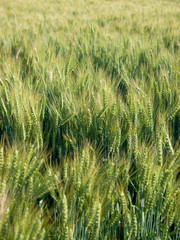 Waving Wheat Field