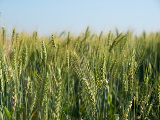 Wheat Field and Sky