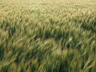 Waving Wheat Field