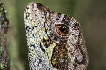 Camaleãozinho (Enyalius brasiliensis) | Brazilian Fathead Anole photographed in Linhares, Espírito Santo - Southeast of Brazil. Atlantic Forest Biome. 