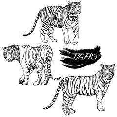 Hand drawn sketch style tigers. Vector illustration isolated on white background.