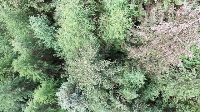 Aerial of a forest in Argyll