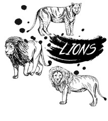 Hand drawn sketch style lions. Vector illustration isolated on white background.