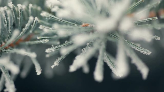 snow-covered fir in a winter park close-up