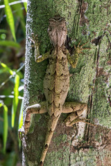 Camaleãozinho (Enyalius brasiliensis) | Brazilian Fathead Anole photographed in Linhares, Espírito Santo - Southeast of Brazil. Atlantic Forest Biome. 