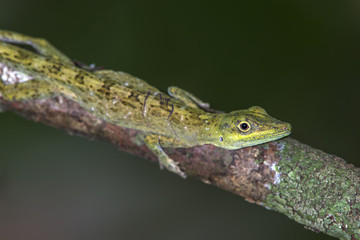 Lagartixa-verde-da-amazônia (Dactyloa punctatus) | Amazon Green Anole photographed in Linhares, Espírito Santo - Southeast of Brazil. Atlantic Forest Biome. 
