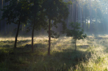 Fototapeta premium Leśny wschód słońca