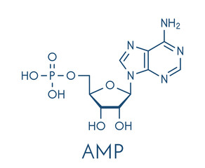 Adenosine monophosphate (AMP, adenylic acid) molecule. Nucleotide monomer of RNA. Composed of phosphate, ribose and adenine moieties. Skeletal formula.