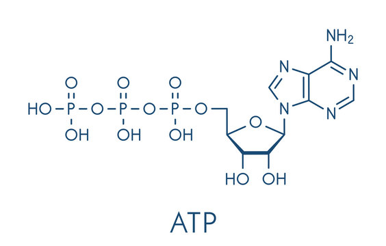 Adenosine triphosphate (ATP) molecule. Functions as neurotransmitter, RNA building block, energy transfer molecule, etc Skeletal formula.