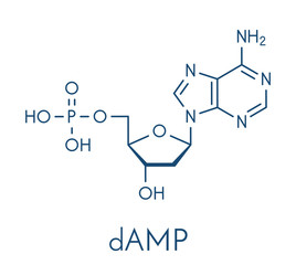 Deoxyadenosine monophosphate (dAMP) nucleotide molecule. DNA building block. Skeletal formula.