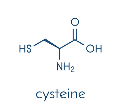 Cysteine (l-cysteine, Cys, C) amino acid molecule. Skeletal formula.