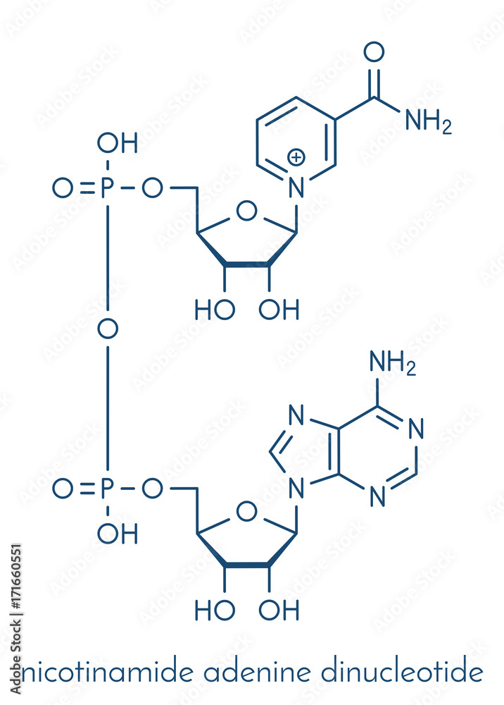 Wall mural Nicotinamide adenine dinucleotide (NAD+) coenzyme molecule. Important coenzyme in many redox reactions. Skeletal formula.