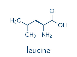 Leucine (l-leucine, Leu, L) amino acid molecule. Skeletal formula.