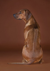 rhodesian ridgeback