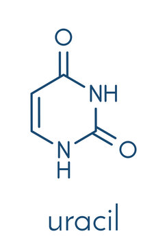 Uracil (U) nucleobase molecule. Present in ribonucleic acid (RNA). Skeletal formula.