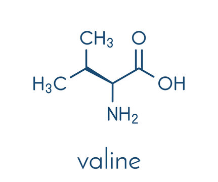 Valine (l-valine, Val, V) amino acid molecule. Skeletal formula.