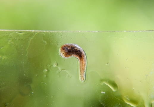 Leech on the glass. Bloodsucking animal. subclass of ringworms from the belt-type class. Hirudotherapy