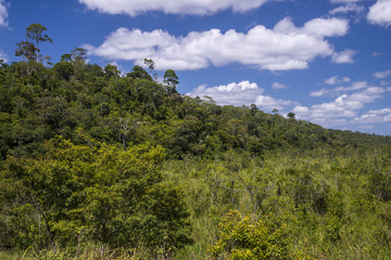 Floresta (paisagem) | Forest Landscape photographed in Linhares, Espírito Santo - Southeast of Brazil. Atlantic Forest Biome. 