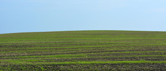 beautiful field with green young juicy sprouts of organic wheat against the blue sky sunny day, shoots, farming, industry, agriculture, natural landscape, panorama