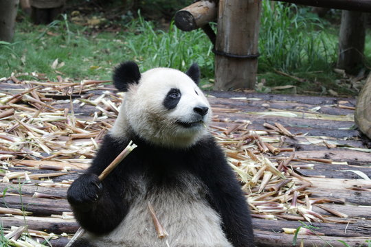 Playful Giant Panda