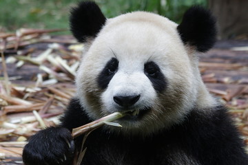 Obraz na płótnie Canvas Giant Panda in Chengdu,China