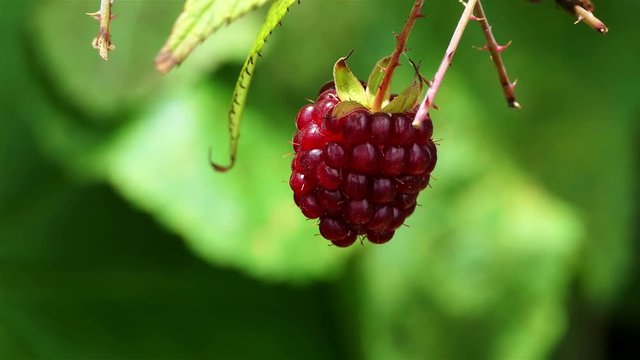 Macro red raspberry plant. Ripe fruits on a wild red Raspberry. Close up view of a ripe red raspberry fruit in a garden. healthy and organic food concept. nature background. ecology concept.