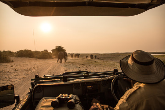 Fototapeta obserwowanie słoni z pojazdu safari, rzeki Chobe, Parku Narodowego Chobe