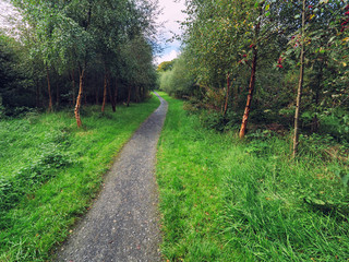 Obraz premium summer countryside morning,Northern Ireland