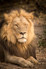 Obraz na płótnie Canvas Male Lion, winking