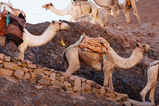 Camel caravan in Egypt Sinai desert