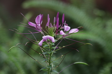 Pink Cleome flower (spider flowers)Colorful Flowers Freshen up the Summer Days in the Park