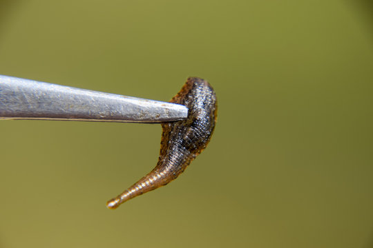 Leech on the tweezers. Bloodsucking animal. subclass of ringworms from the belt-type class. Hirudotherapy