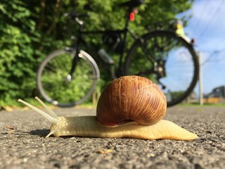 Ślimak zaszedł drogę rowerowi