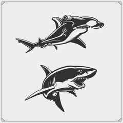 Vector illustration of White shark and Hammerhead shark. - obrazy, fototapety, plakaty