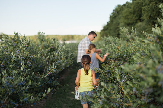A father and two daughters pick blueberries on a farm