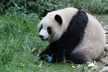 Obraz na płótnie Canvas Giant Panda in Chengdu, China