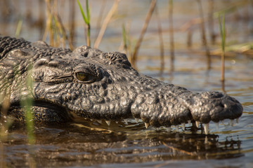 Nile Crocodile, Okavango Delta, Botswana