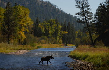 Fall Crossing