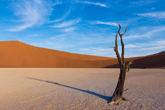 Camel Thorn Trees at Deadvlei during sunset over dunes, Namibia, Africa