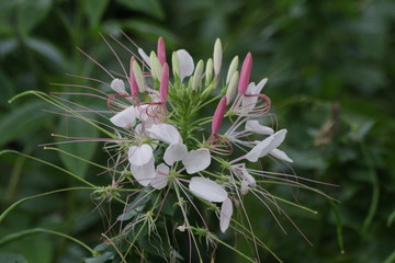 Pink Cleome flower (spider flowers)Colorful Flowers Freshen up the Summer Days in the Park