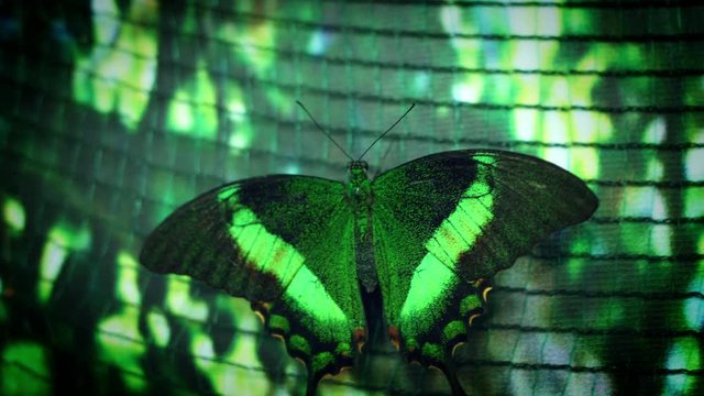 4k Close-up Emerald Swallow Tail Butterfly