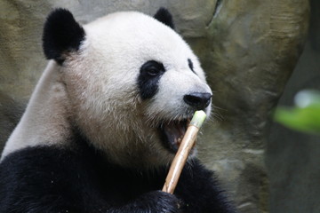 Obraz premium Giant Panda in Chongqing, China