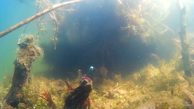 Fishing underwater video. the fish are trapped on a hook