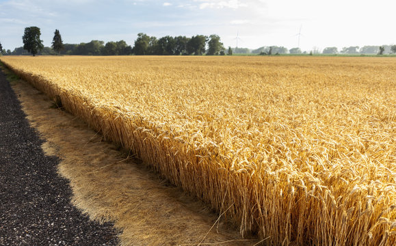 Wheat field
