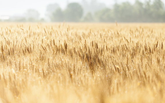 Wheat growing in the fields