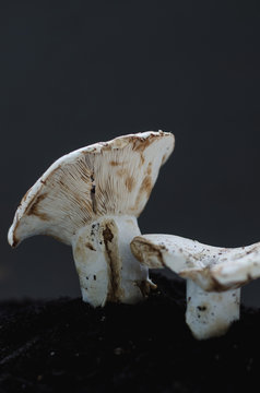 Large White Mushrooms Sprouting From Earth