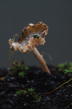 Tall brown organic mushroom sprouting from earth with small beetle perched along its side