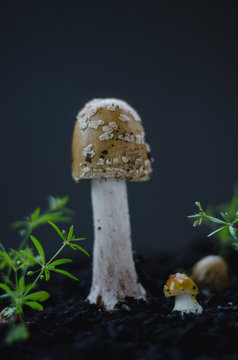 Amanita flavorubescens